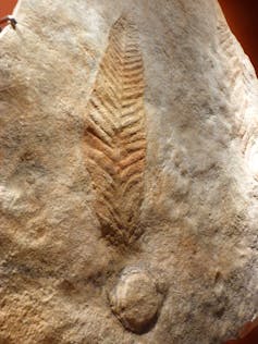 Prieš 550 milijonų metų išnykusio augalo fosilija.