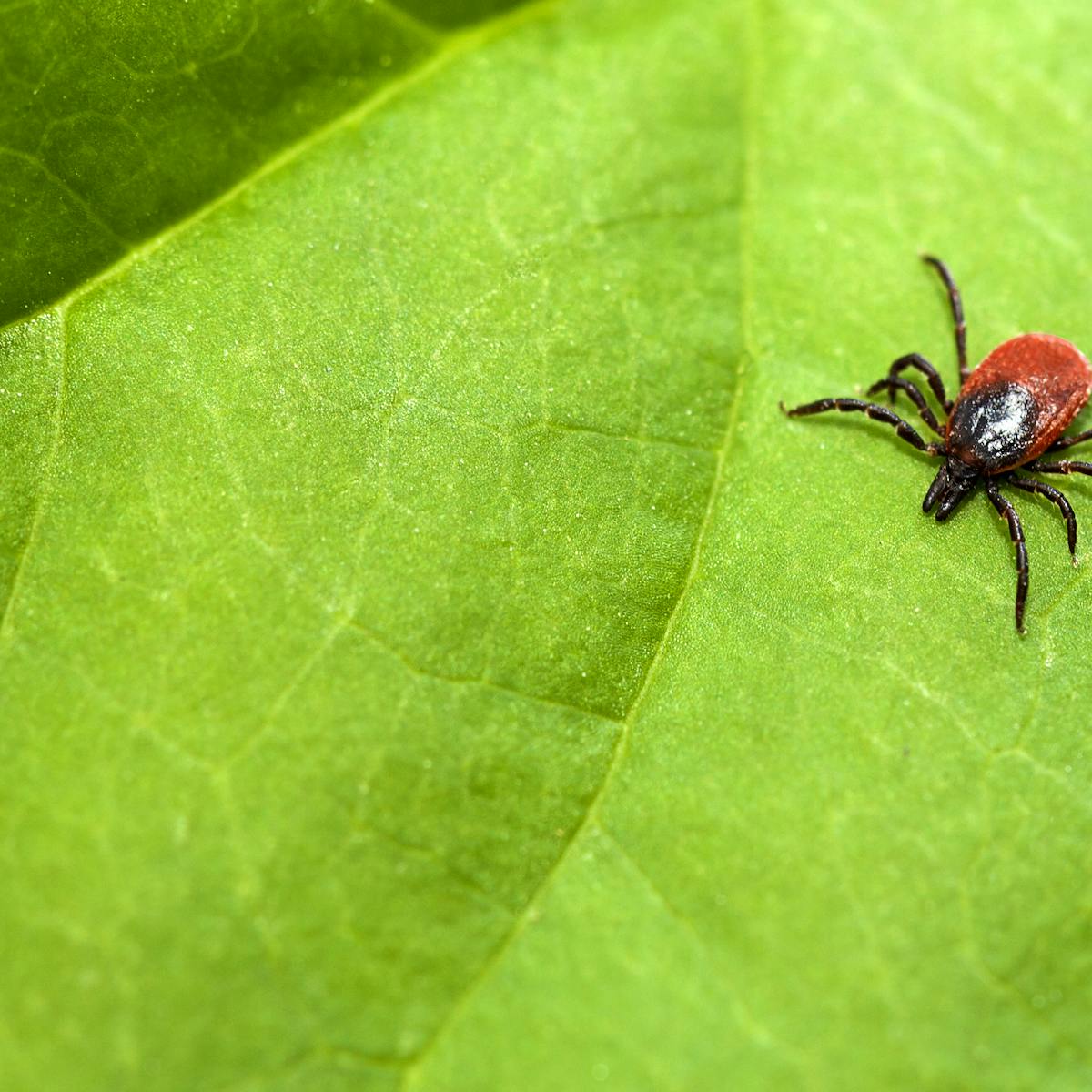 Lyme carditis: Things can get complicated when Lyme disease affects heart  function