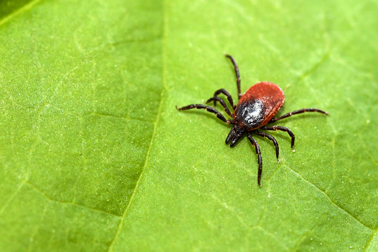 A tick on a green leaf