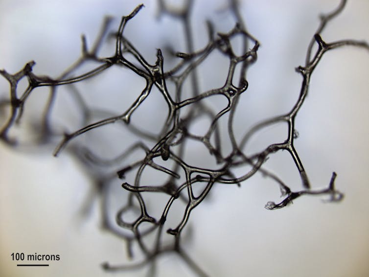 3-D network of thin, translucent gray strands.