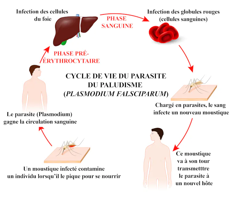 Schéma avec les deux phases de développement du parasite du paludisme dans le corps humain