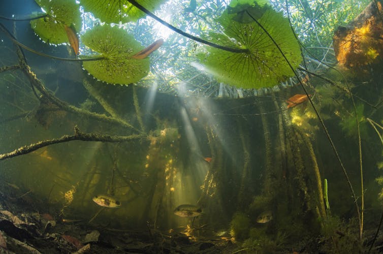 Fish swim among mangrove roots