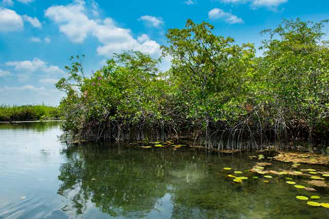 Mangrove trees grow in the water