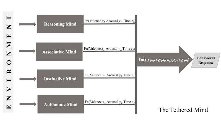 Diagram of different aspects of behaviour.
