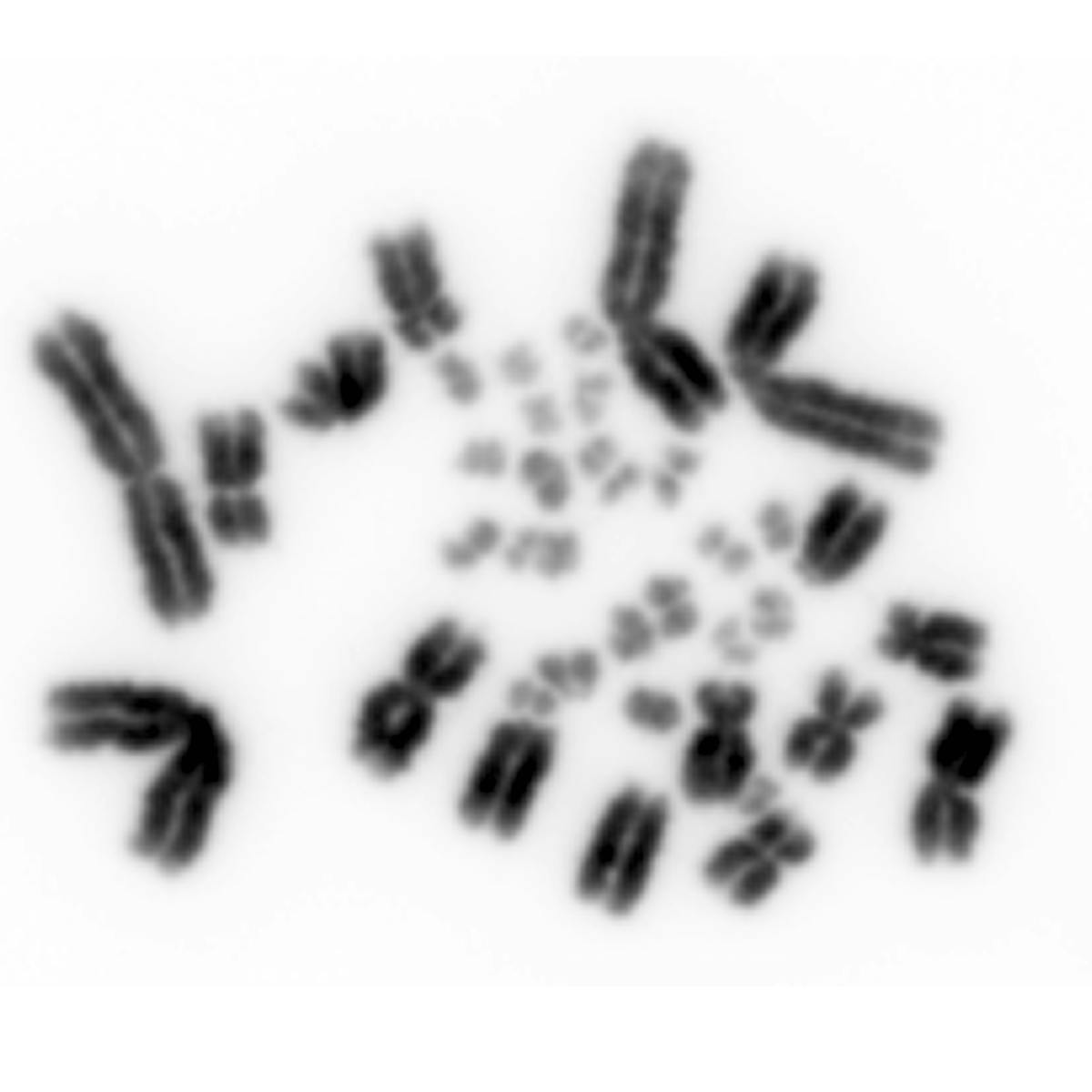 Specks of dust on the microscope slide? No, we are looking at the ...