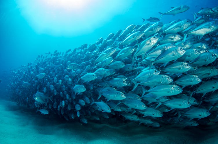 Large ball of schooling fish