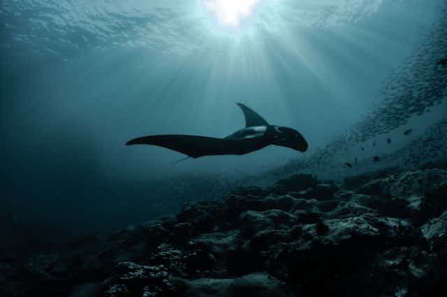 A ray swimming near a school of fish.