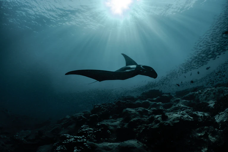 A ray swimming near a school of fish.