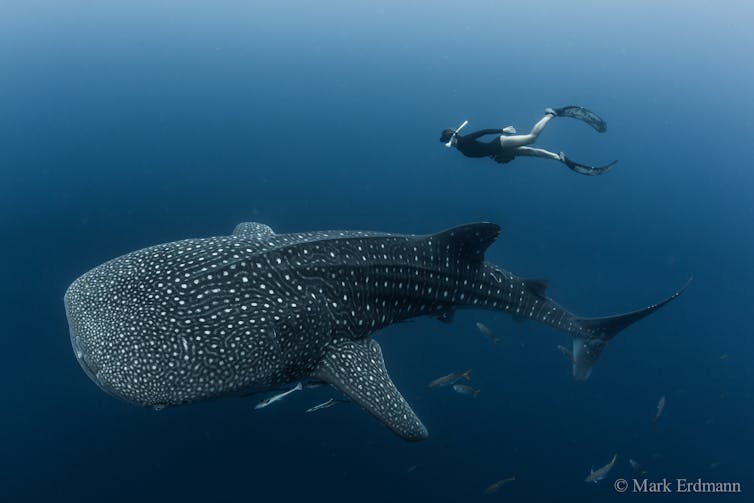 A scuba diver swimming near a Whale Shark.