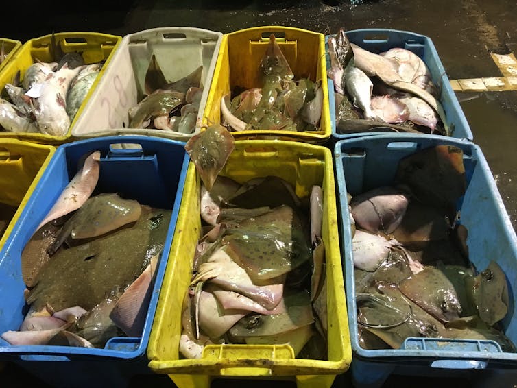 Plastic baskets of rays at a fish market.