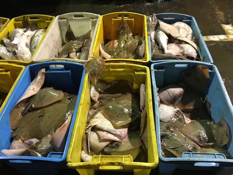 Plastic baskets of rays at a fish market.
