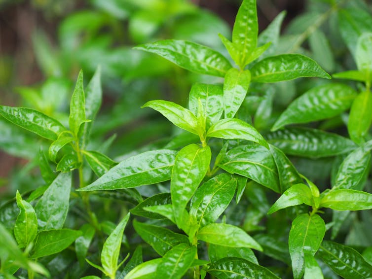 Plant Andrographis paniculata.