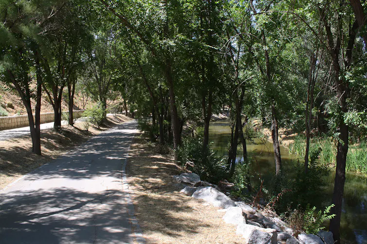 Árboles en la rivera del Manzanares