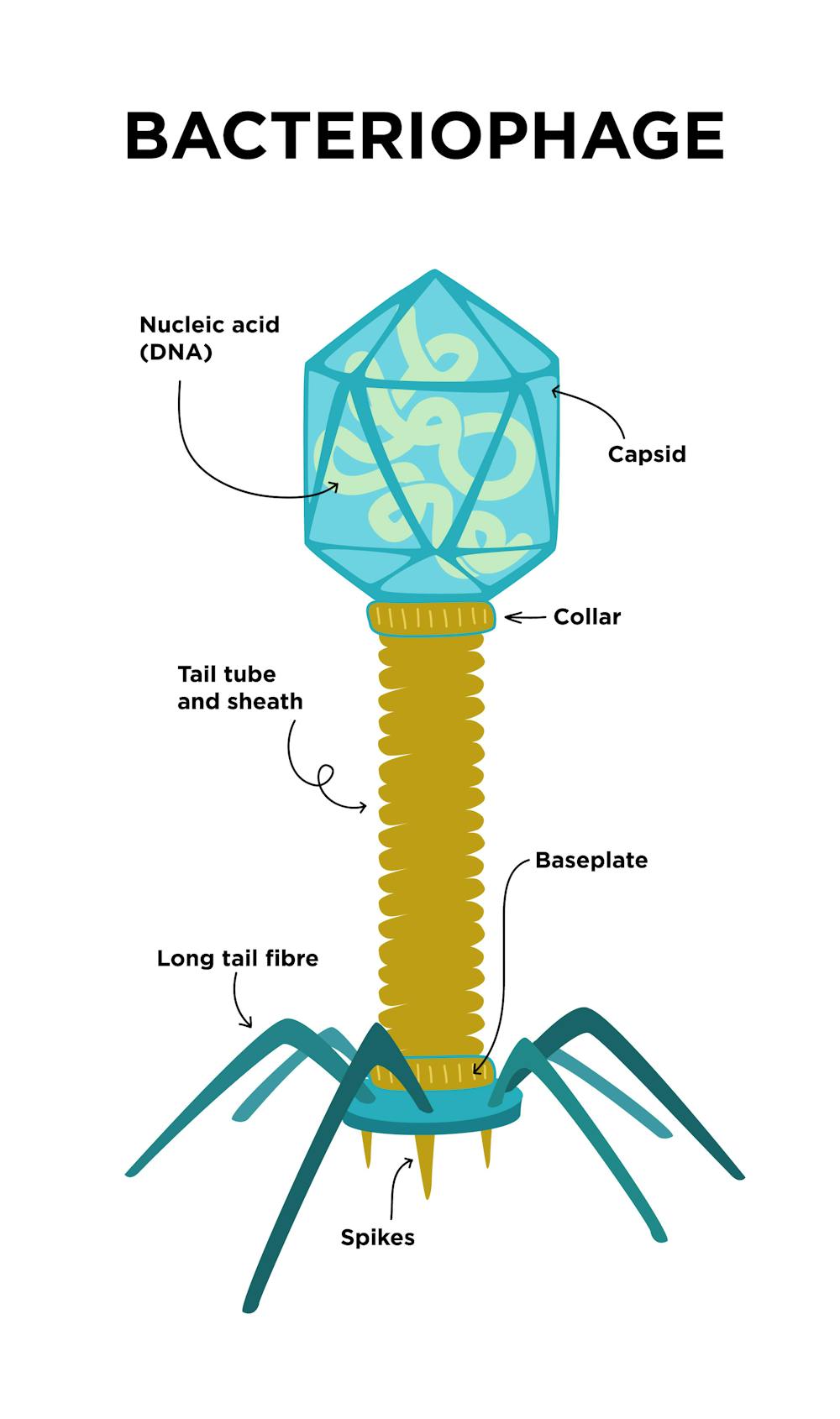 What are Bacteriophages?