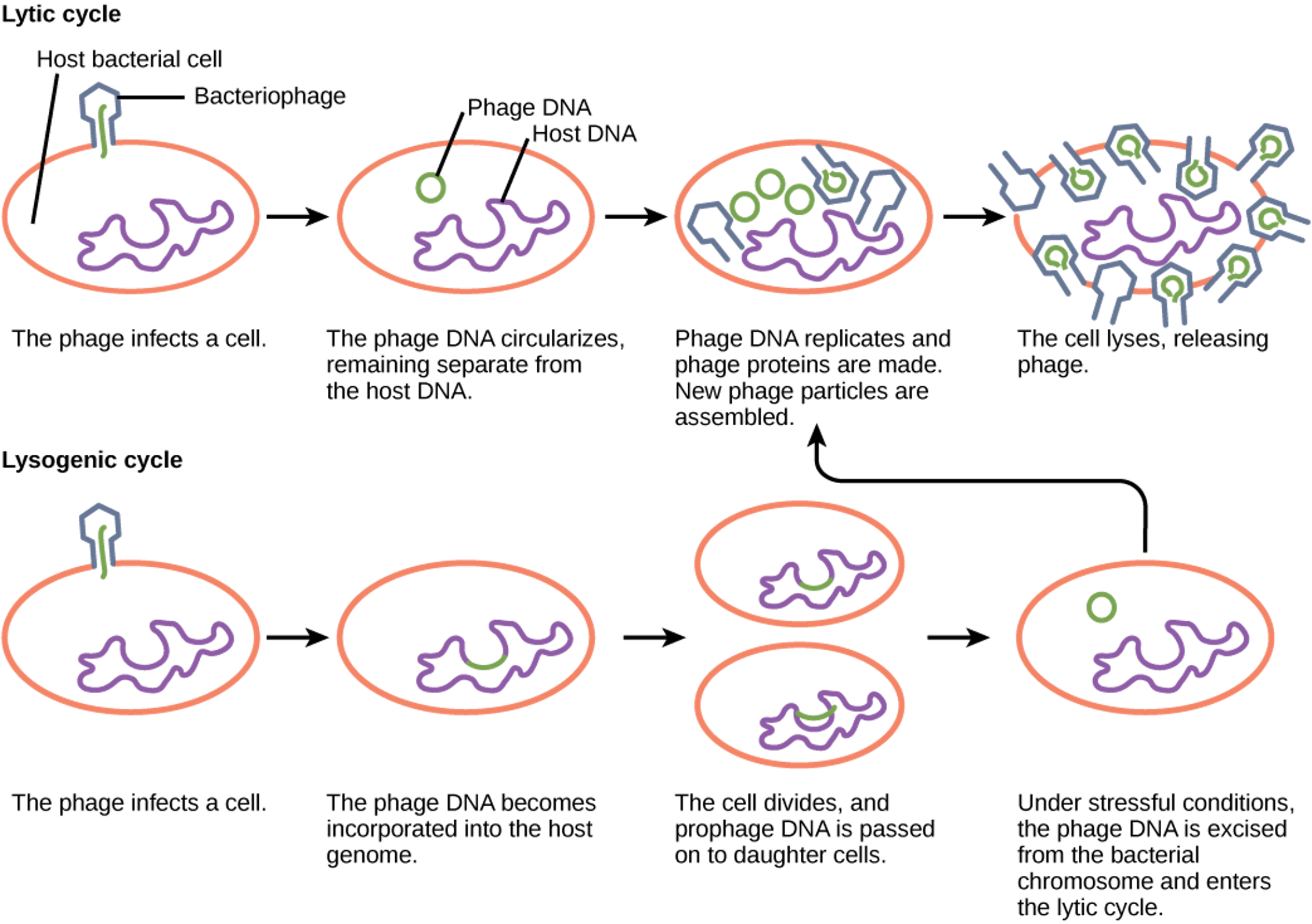 Лизогенный цикл. Литический и лизогенный цикл бактериофага. Литический и лизогенный цикл. Жизненный цикл литического бактериофага. Литический цикл вирусов.