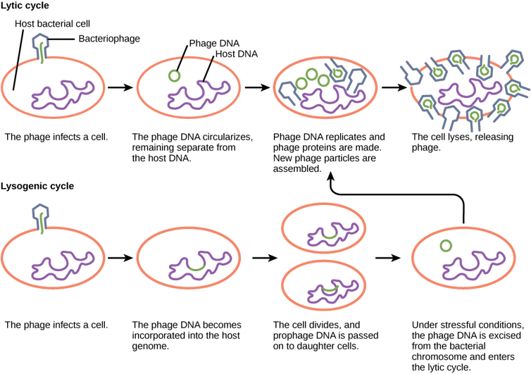 Diagram of lytic and lysogenic cycles of bacteriophages.