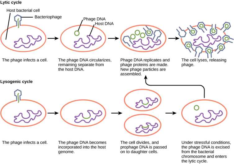 Diagram of lytic and lysogenic cycles of bacteriophages.