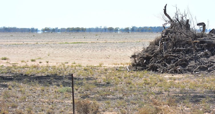 Scrub in pile on cleared land