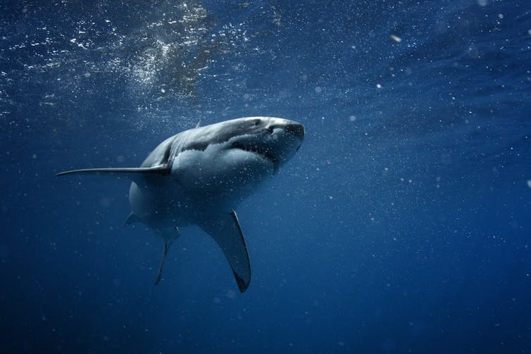 A great white shark goes through the ocean.