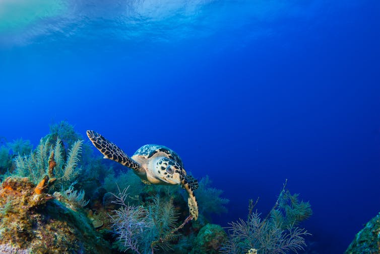 A coral reef in the Caribbean.