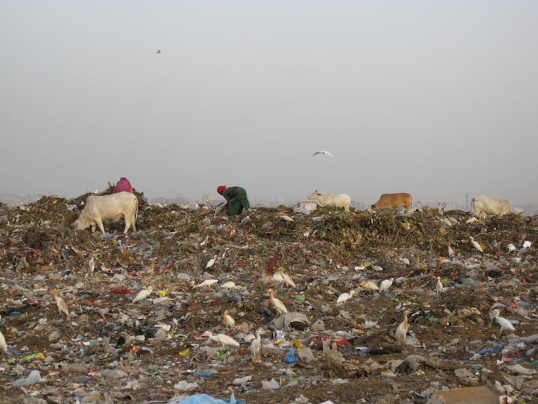 A woman picks plastic among cows at a landfill