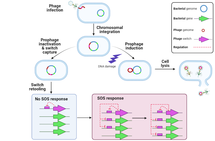 Diagram of bacterial genetic switch capture process.