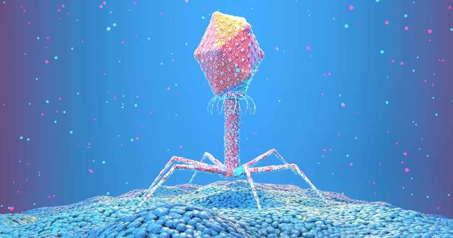 Bacteriophage on the surface of a bacterium.