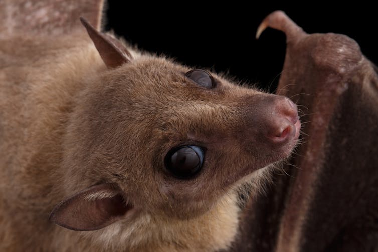 Gros plan d’une chauve-souris Rousettus aegyptiacus