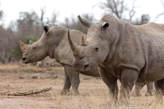 Two rhinos standing side by side.