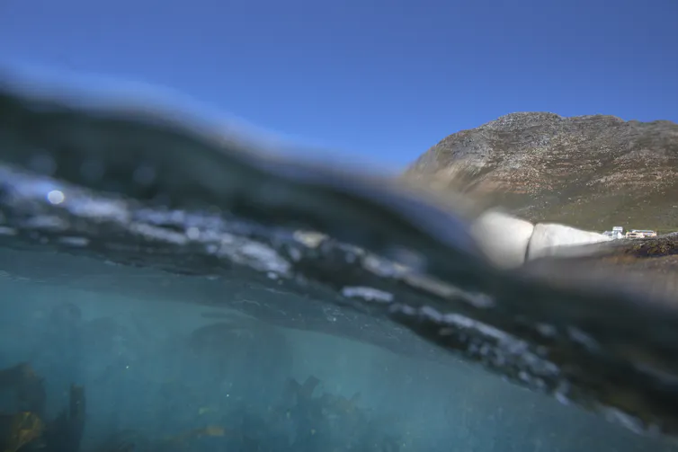 A view of seaweed below a wave, with a headland in the background above it.
