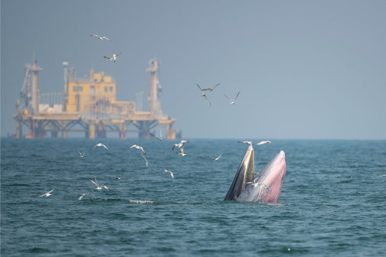 A whale rising out of the ocean with a yellow offshore oil platform in the background.