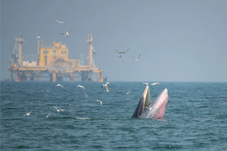 A whale rising out of the ocean with a yellow offshore oil platform in the background.