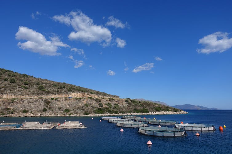 Circular fish pens lined up near the coast of an island.