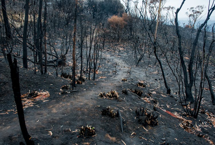 Burnt forest