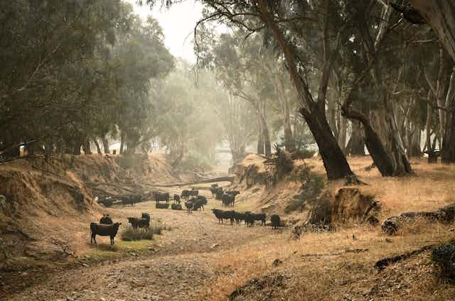 Cows in a dried river bed