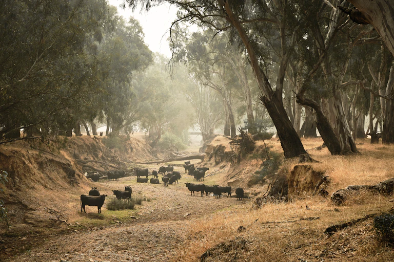 Cows in a dried river bed