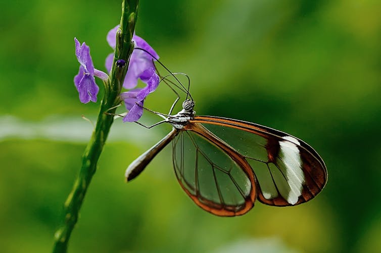 A butterfly lands on a plant