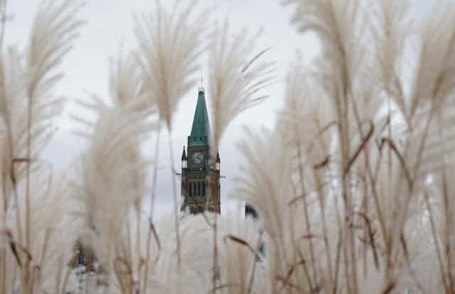 The Peace Tower on Parliament Hill is seen through a shroud of long grasses.