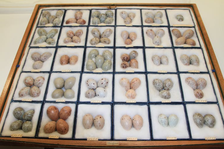 A collection of bird eggs, in various colours and patterns, in a museum tray.