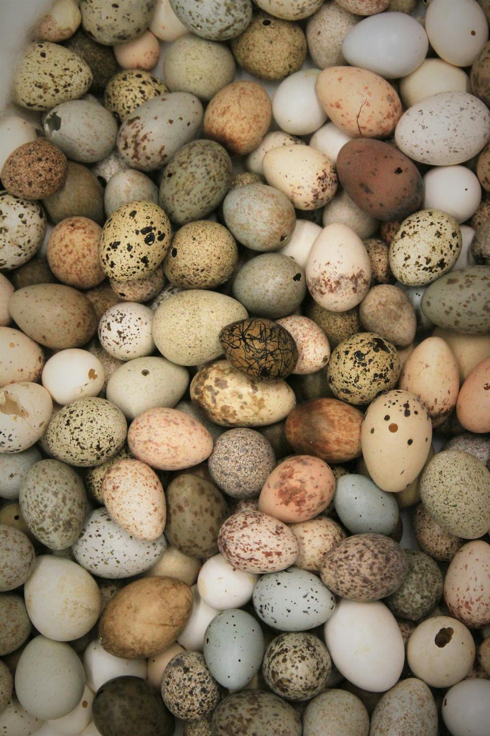 Why are birds' eggs colourful? New research shows it's linked to the shape  of their nests