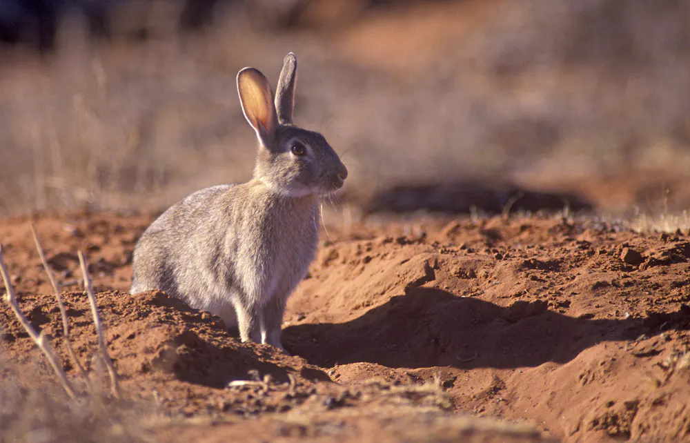 Common Rabbit Pests Don’t underestimate rabbits: these powerful pests threaten more native ...