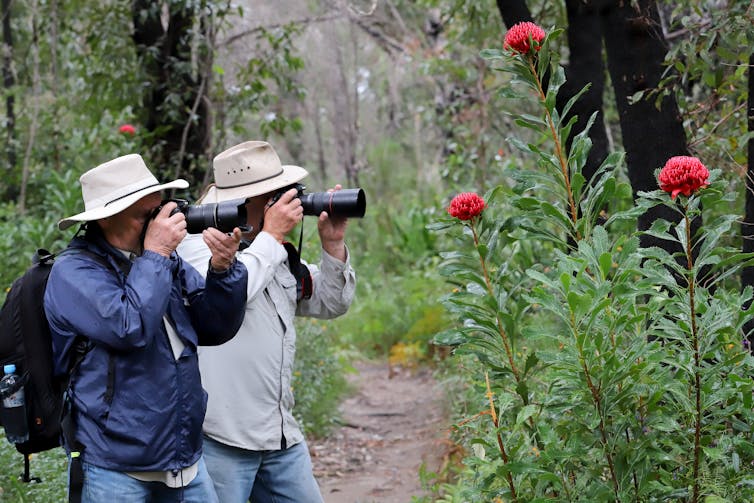 bushwalkers photographing waratah flowers