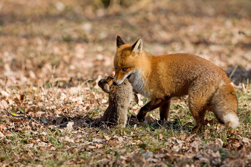 Don’t underestimate rabbits: these powerful pests threaten more native ...