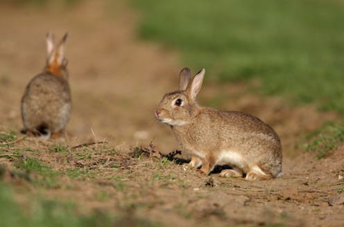 these powerful pests threaten more native wildlife than cats or foxes