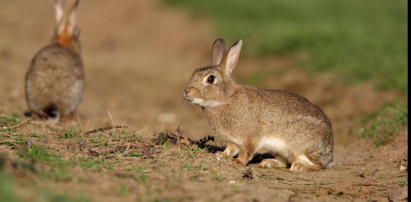 these powerful pests threaten more native wildlife than cats or foxes these powerful pests threaten more native wildlife than cats or foxes