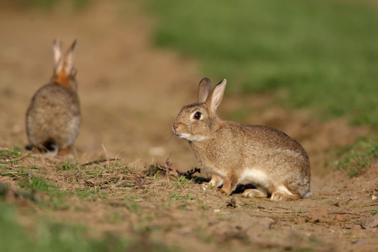 French Rabbit Pest Don’t underestimate rabbits: these powerful pests threaten more native ...