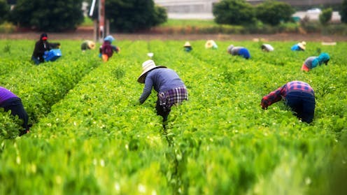 Why Australian unions should welcome the new Agricultural Visa