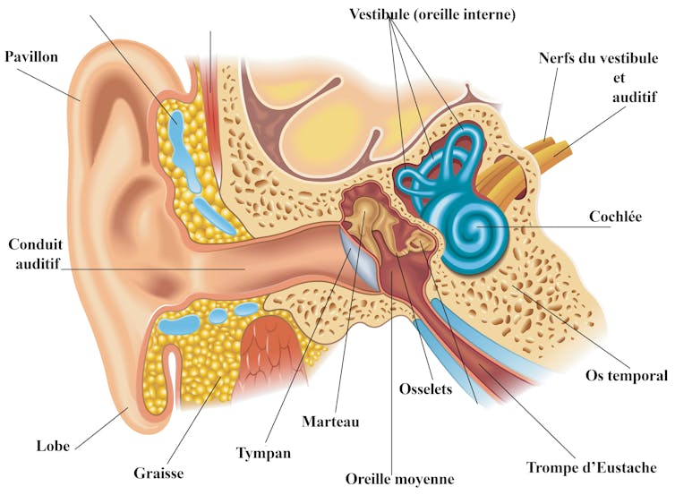 Schéma de l’oreille