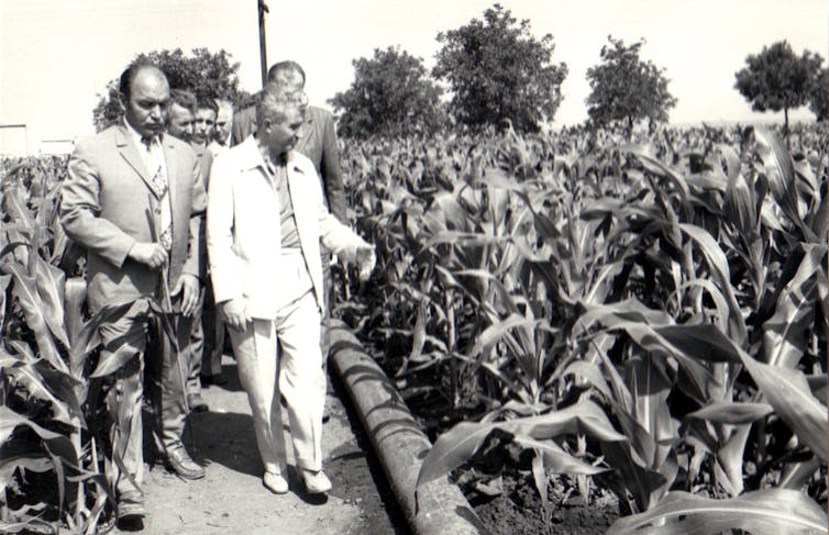 Nicolae Ceauşescu visits a state agricultural enterprise in Amzacea, Constanţa County, Romania, 1979