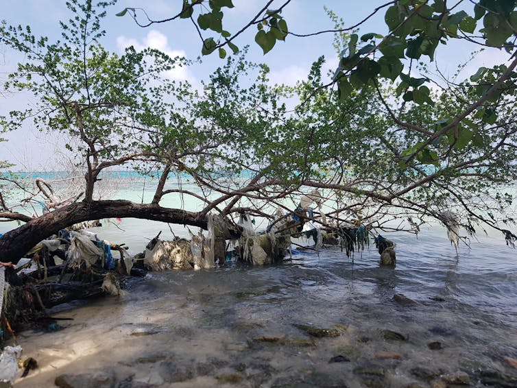 A mangrove tree with plastic bags draped on its branches